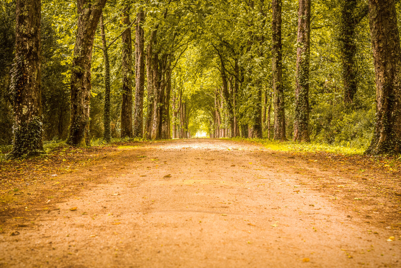 Chemin Vert