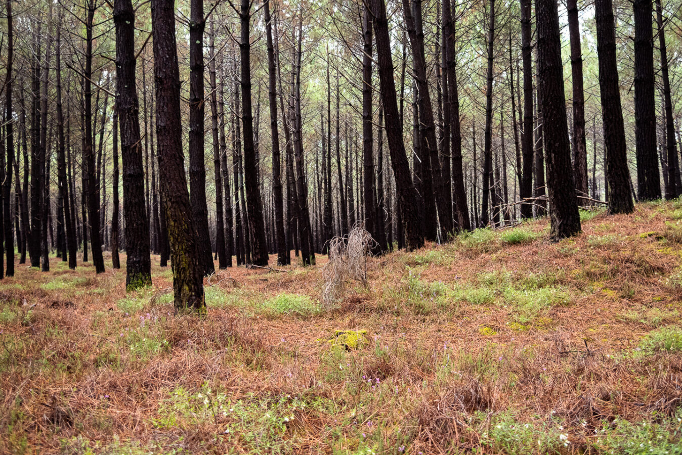 Couleurs des Landes de Gascogne