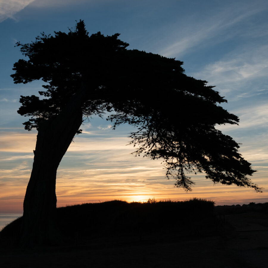 L’arbre aux fées