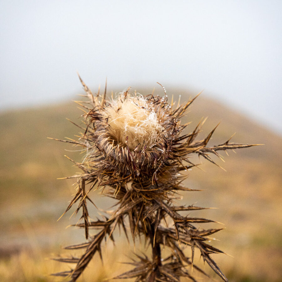 Carlina