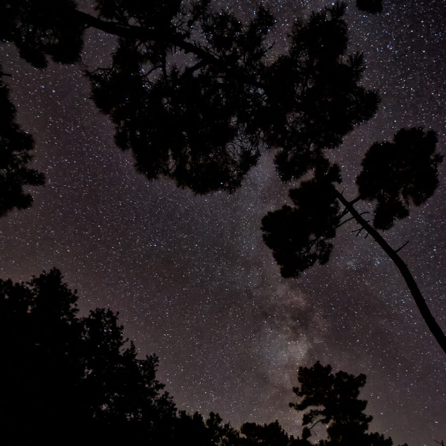 Sous les étoiles et la pinède