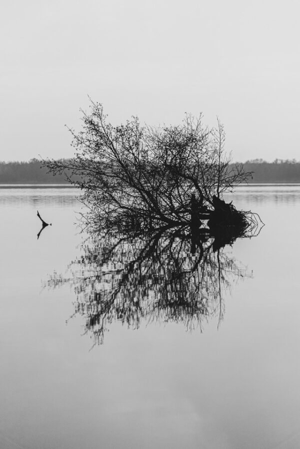 Reflets dans l’eau